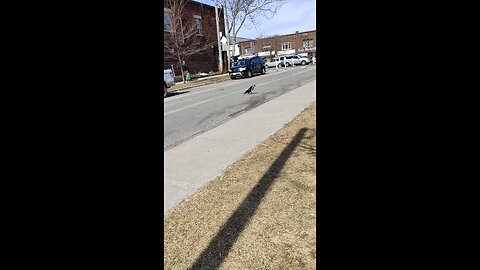 Crow bitching at the car for making him move