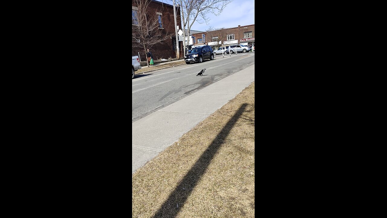 Crow bitching at the car for making him move