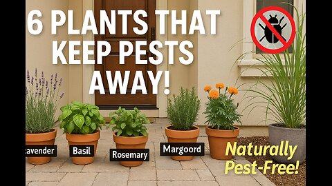 Top 6 Plants That Keep Pests Away Naturally | Home Pest Control Tips