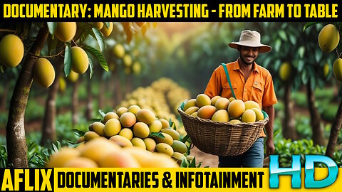 Documentary: Mango Harvesting - From the Farm to the Table