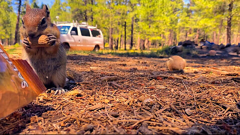 Van Life in Arizona: Sharing Our Space with Squirrel Neighbors