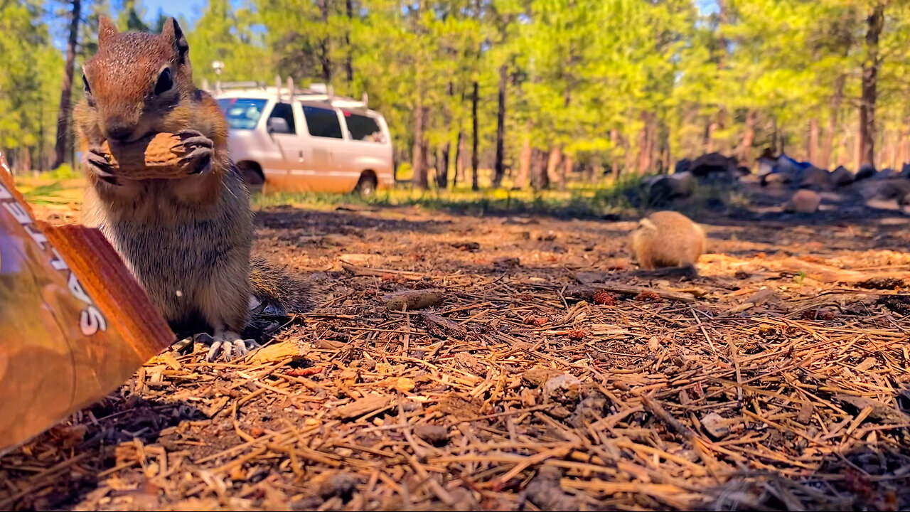 Van Life in Arizona: Sharing Our Space with Squirrel Neighbors