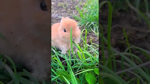 The little rabbit has dandelions all over his face. Cute pet debut plan. The little cute rabbit