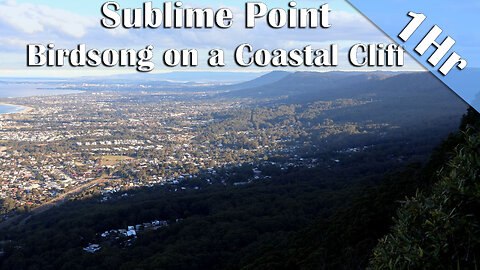 1 Hour of Australian Birdsong on a Coastal Cliff | Nature Sounds for Sleep, Study & Relaxation