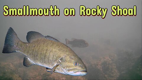 Smallmouth Bass Reacting to Different Lures Underwater Perspectives