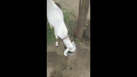 goat Kitna Pani peti hai beautiful vedio