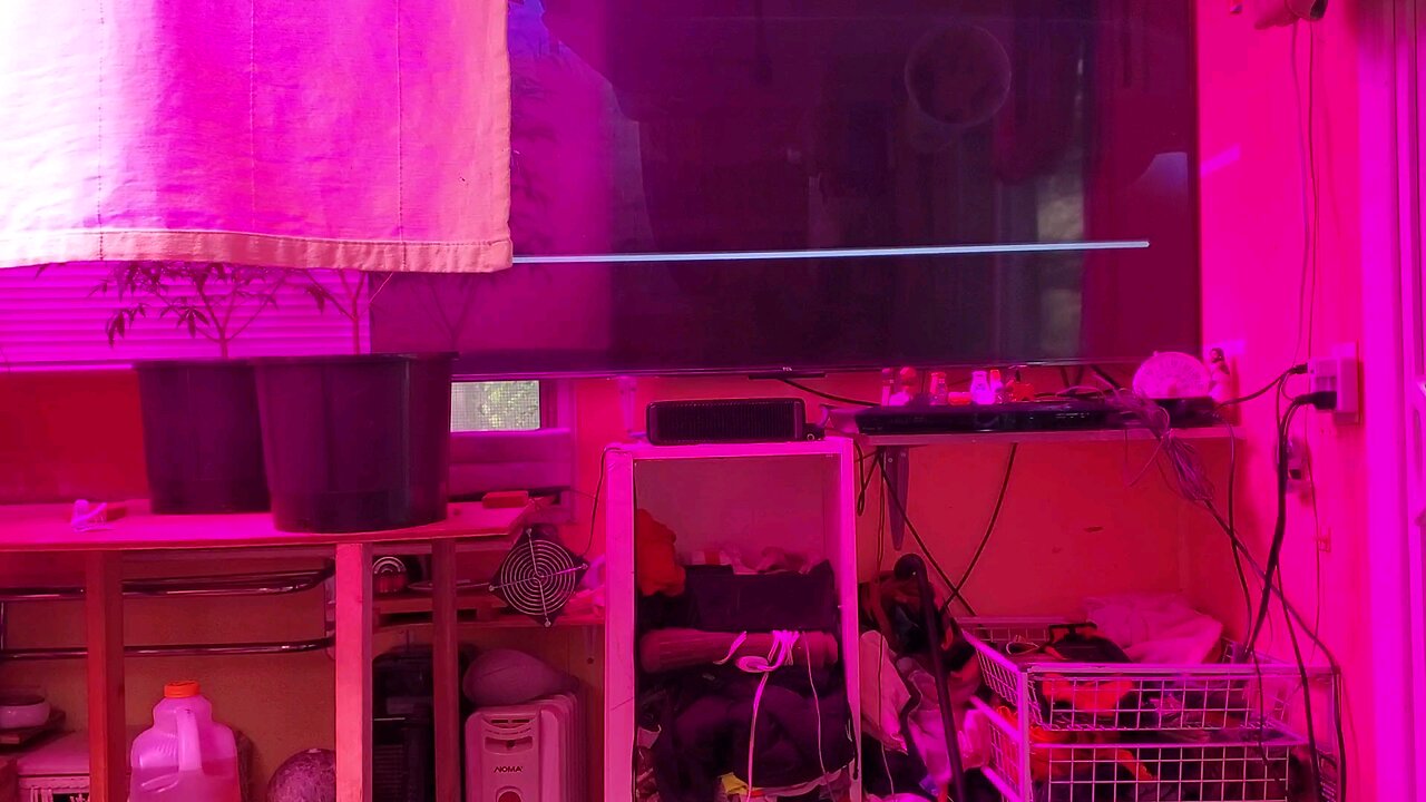 indoor grow 8