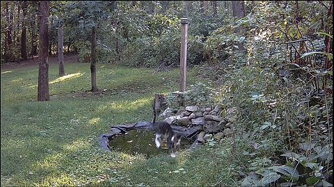 Funniest thing i've seen at the pond all year!