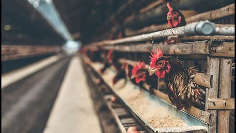 Terral03.com - Terral.Substack.com Black Star Report for Tuesday, Nov. 18, 2025