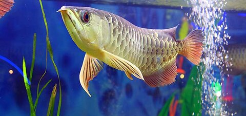 LIVE! AMAZING AQUARIUM MONSTERS!