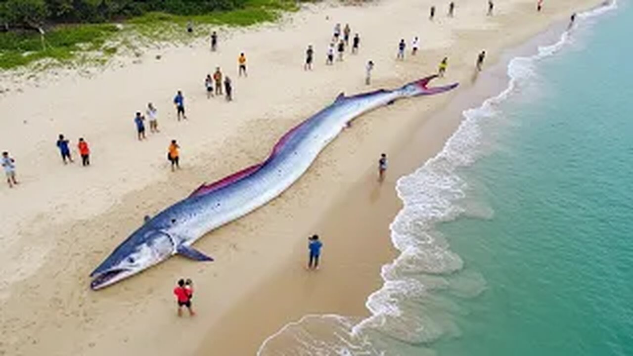 What They Found on the Beach Shocked the Whole World