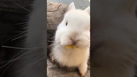 The sound of a little rabbit eating bean sprouts is so healing. Cute pet debut plan. Rural cute