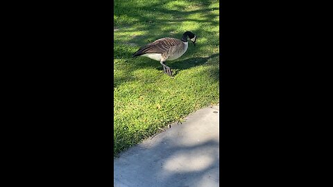 Canada Goose 🪿 #canadagoose #followme #shorts #viral #trending
