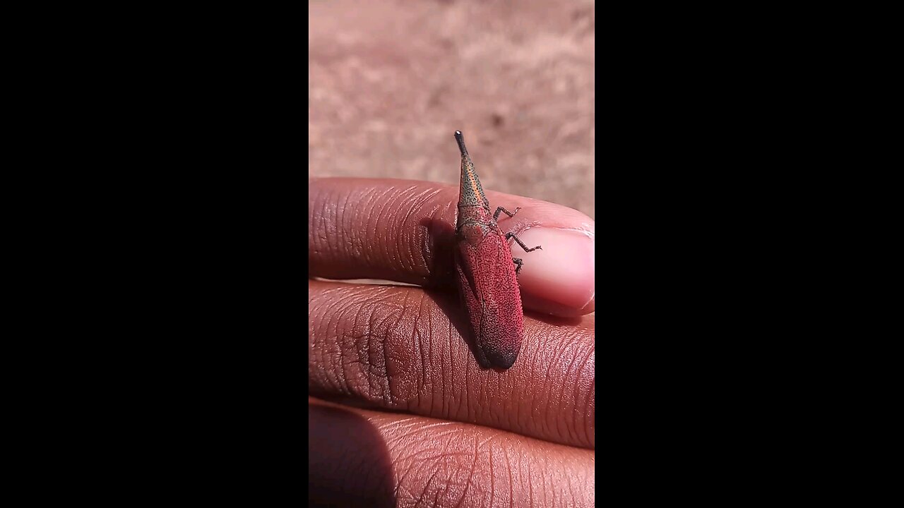 Weird insect