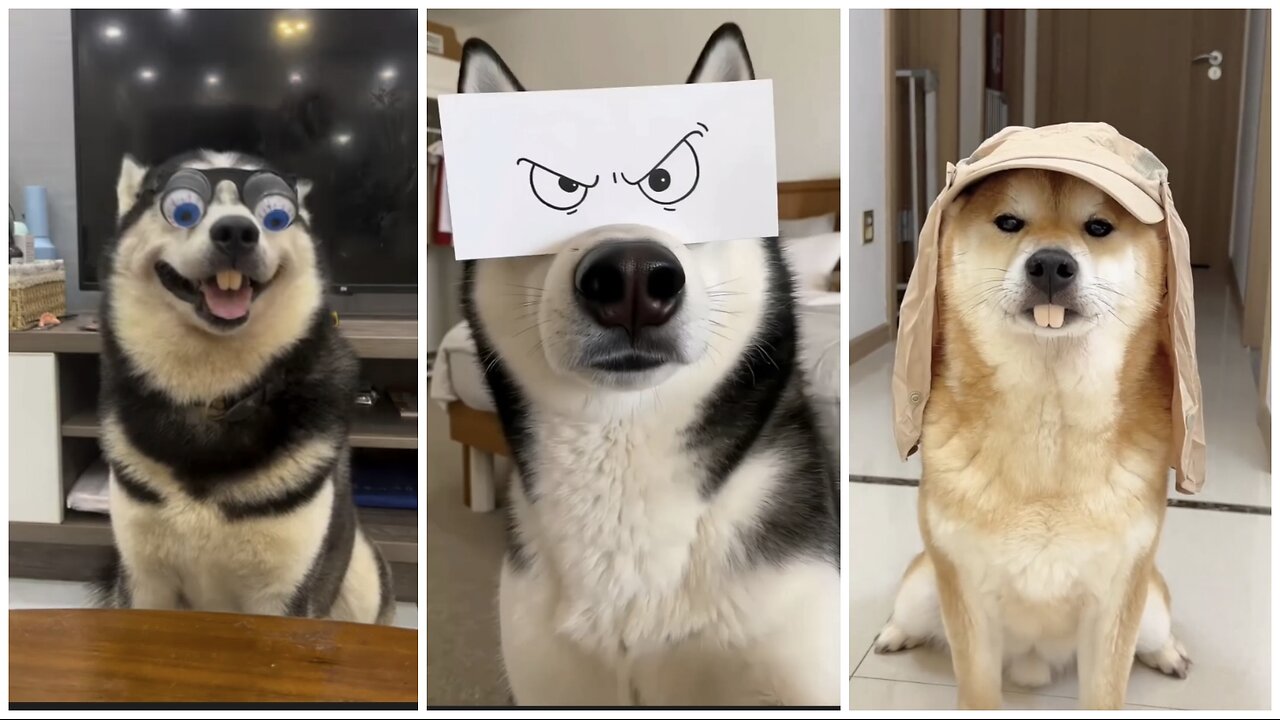 Funny Dog - Hilarious Dogs with the Funniest Expressions