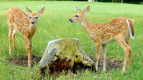 Two Fawns Visit a Tree Stump