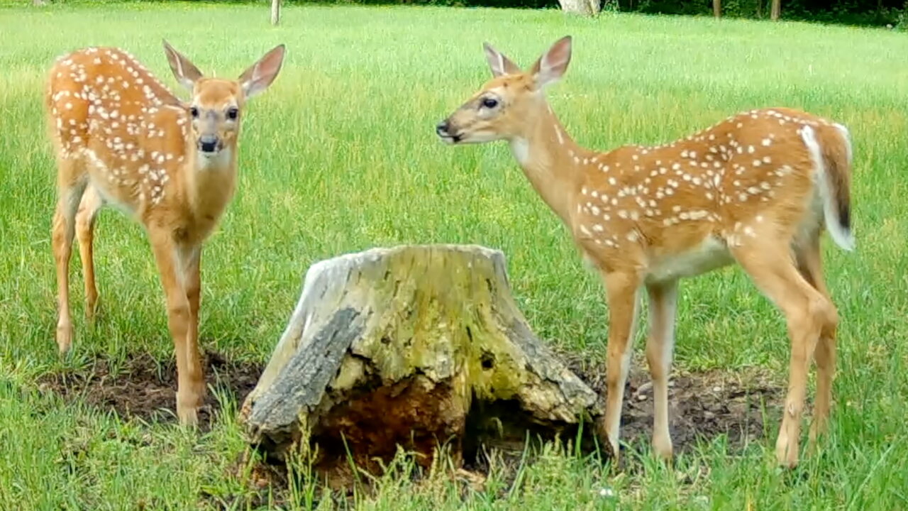 Two Fawns Visit a Tree Stump