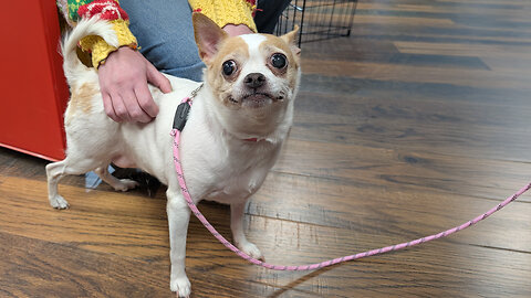 Pet of the Week: Missy at Whiteside County Animal Adoption Center