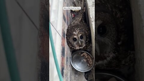 Сова поселилась прямо у дома мужчины и он стал ей помогать высиживать птенцов