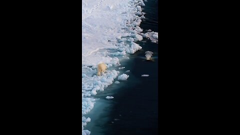 A polar bear attempts to ambush a pod of beluga whales