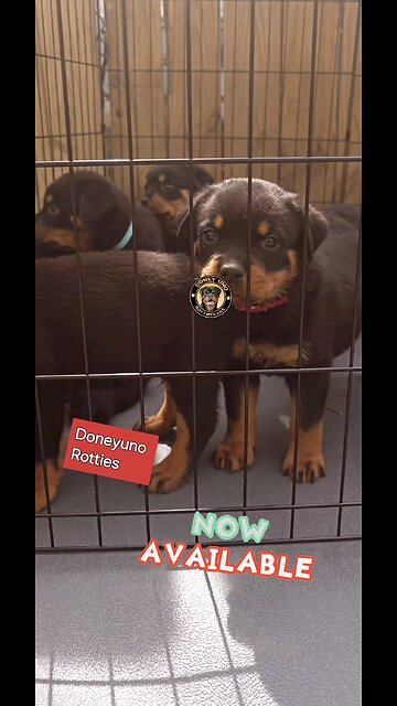 Doneyuno Rotties