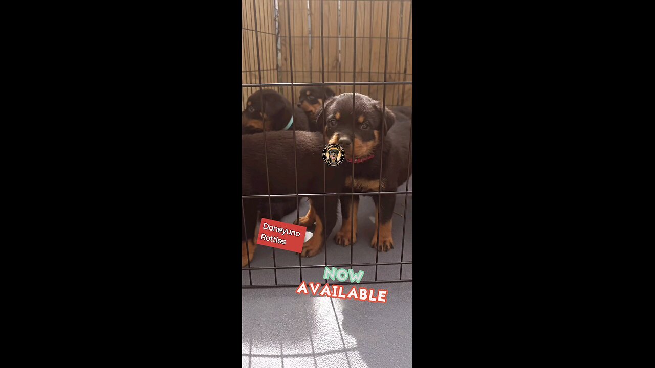 Doneyuno Rotties