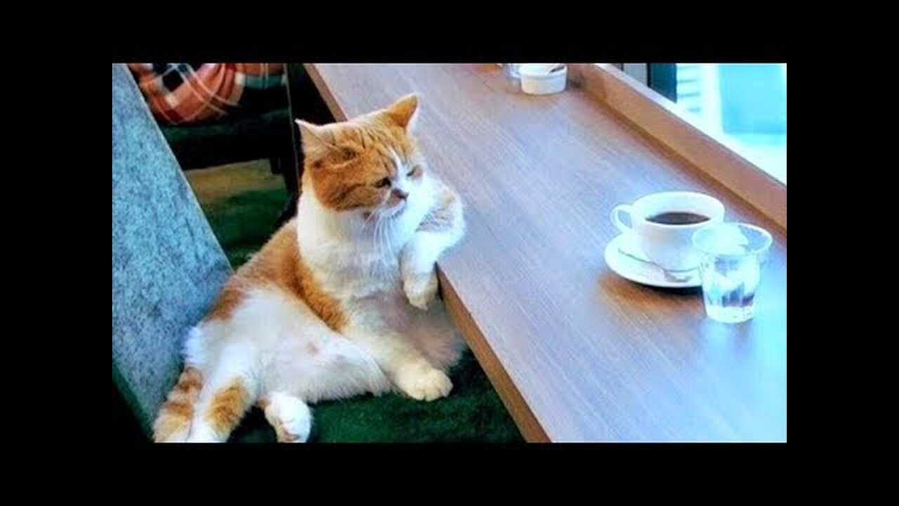 Only DOCTOR CAN HELP YOU if you DON'T LAUGH AT THIS - The FUNNIEST ANIMAL compilation
