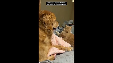playful cat and dogs living together