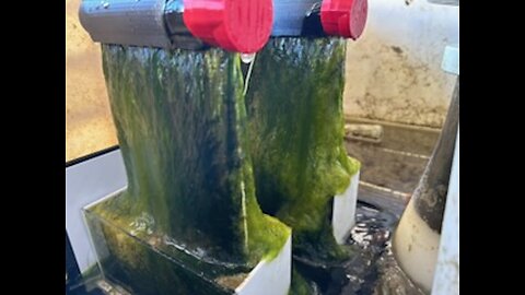 RAIN-8 early pics of install and mega growth