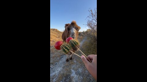 "Unbelievable! 🐪😲 Camel Eats Cactus 🌵 Like a Snack! 🤯"