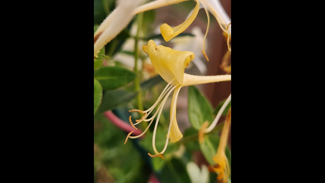 See a Bee make a bed in a Flower, fall asleep and then get pet.