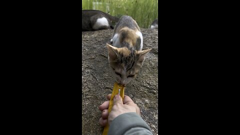 고양이 사육 #고양이 #cat