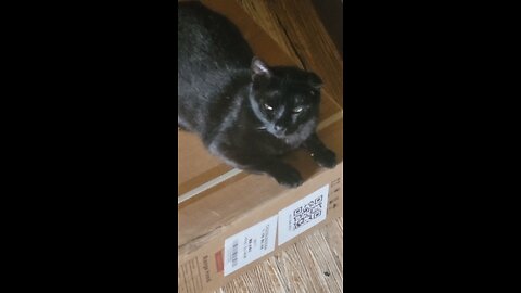 fatcat