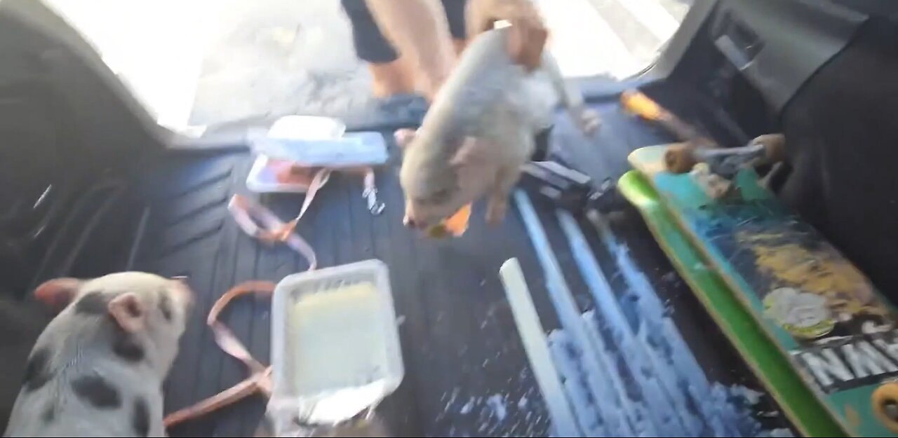 IP2 Stories - JJ & His Goon Humiliate 2 Piglets! Cops Come Put a Stop to His Actions