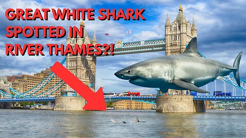 GREAT WHITE SHARK spotted in RIVER THAMES LONDON!