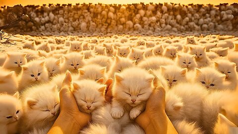 ☠ YOU WILL DIE FROM THIS CUTENESS 💖 Dive First-Person Into an Ocean of Adorable Animals! AI ASMR POV