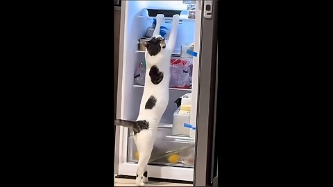 The hungriest cats!