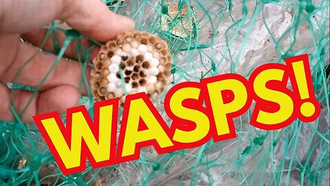 Wasp Nest Surprise While Finishing the Pea Supports! 🐝