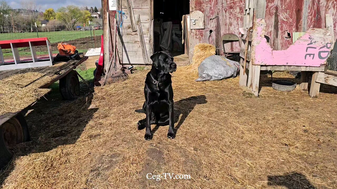 Graham Family Farm: 9:20 AM April 7 2025