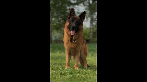 Can someone pls tell me what dog is this?