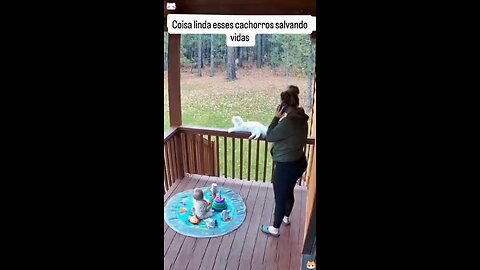 Love All Life Always #379 - Dogs Are Angels On Earth Sent To Protect Owners And Especially Children!