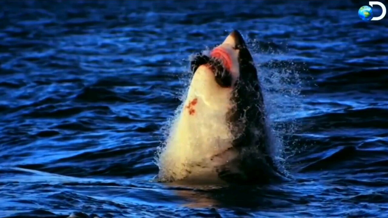 Beautiful animals world 🥰🐒🐤🐋