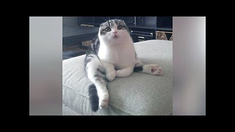 Have you ever seen FUNNIER FACES? - CATS and DOGS for you!