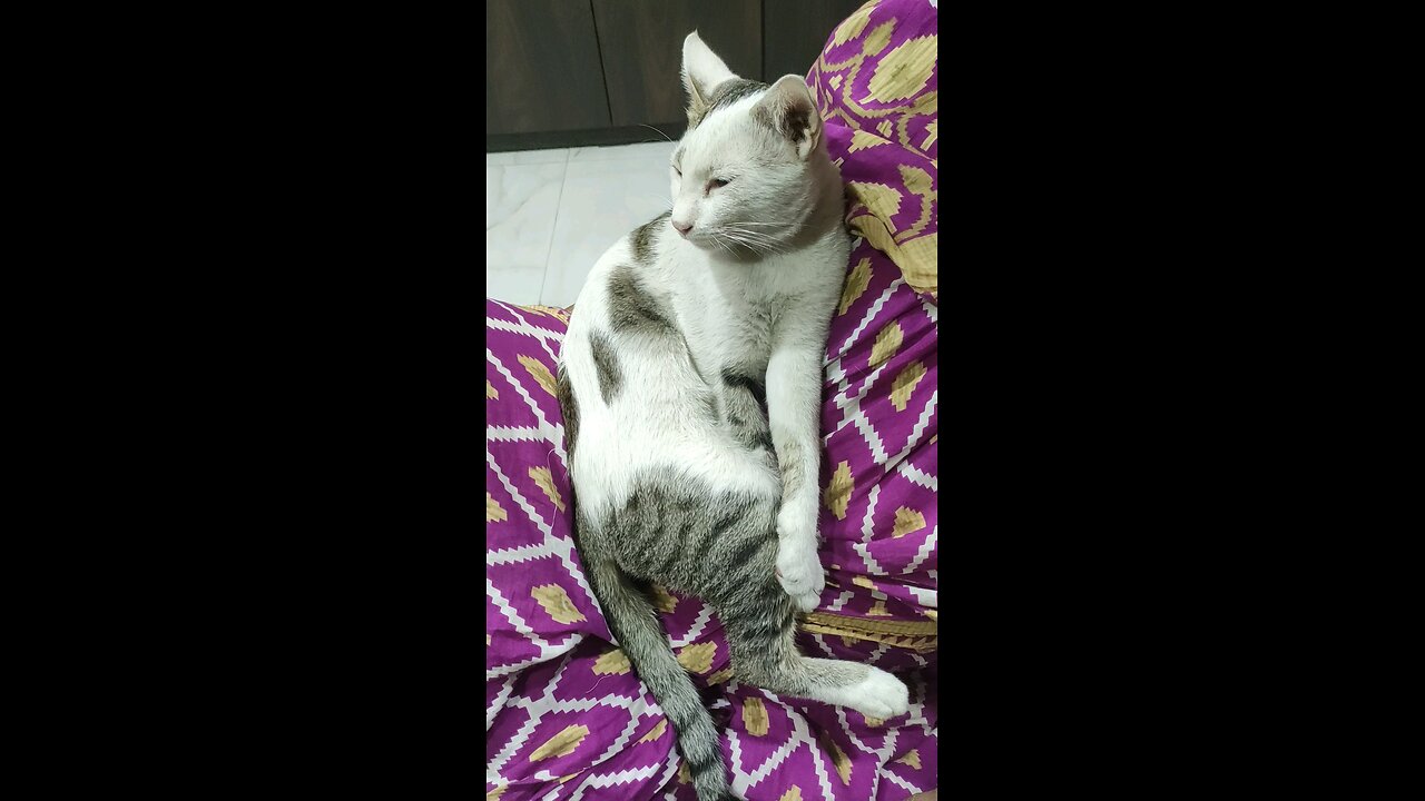 sleeping cat😴💤