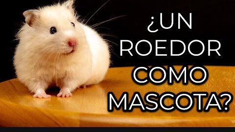 ¿Un roedor como mascota? 🐭❤️Hamsters as Pets? What You NEED to Know 🐹