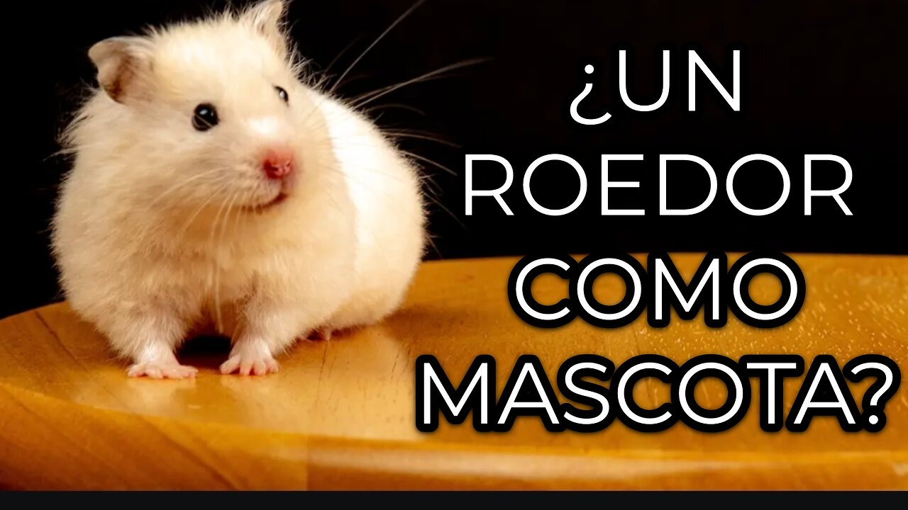 ¿Un roedor como mascota? 🐭❤️Hamsters as Pets? What You NEED to Know 🐹