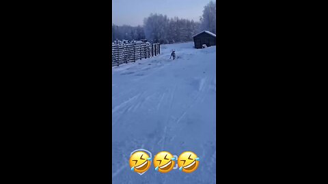 Funny animal talks