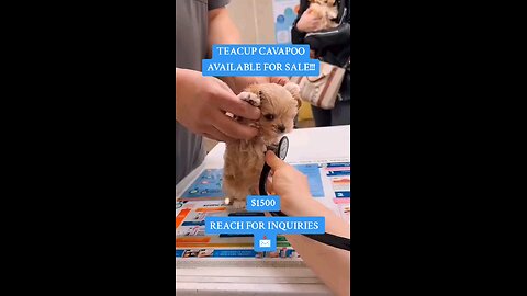 Teacup CAVAPOO For Sale