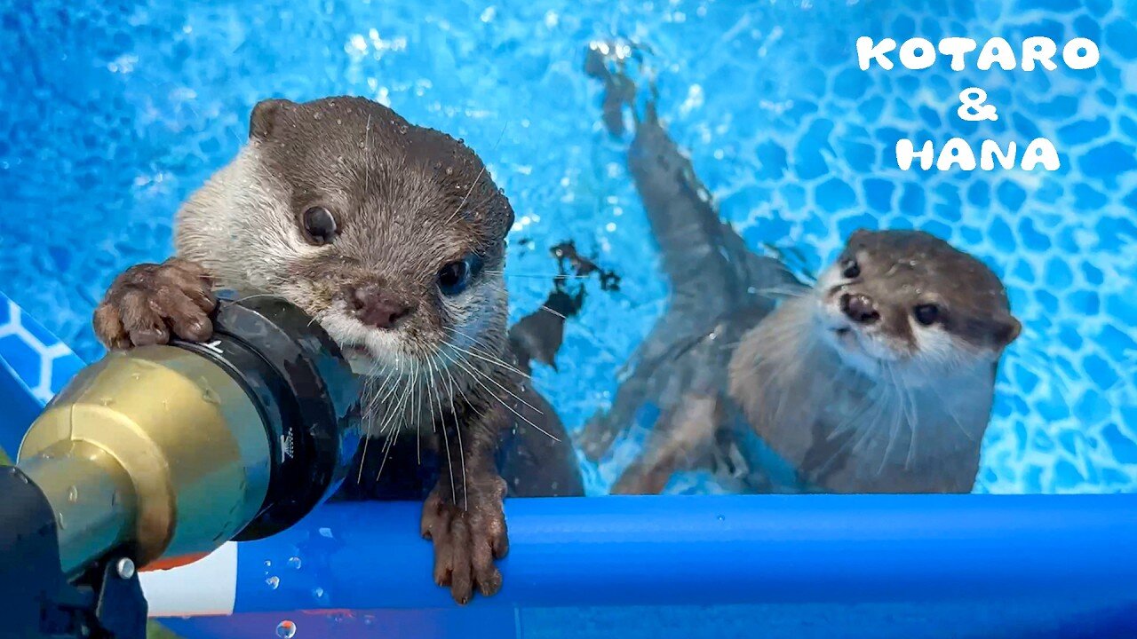 The otter is angry about the hose spray