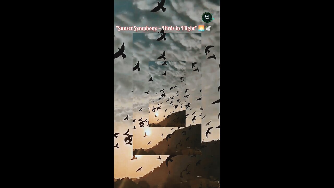 The Freedom of Life like Birds Wing🪶 🦅🦅🦅🪶